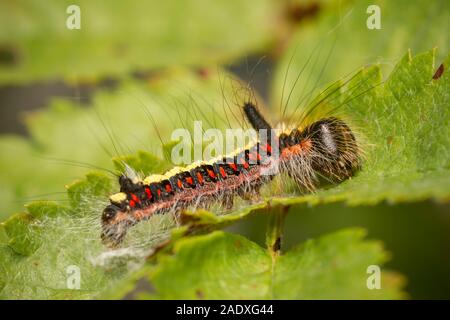 Gray Dagger (Acronicta psi) caterpillar Foto Stock