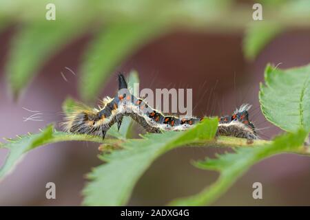 Gray Dagger (Acronicta psi) caterpillar Foto Stock