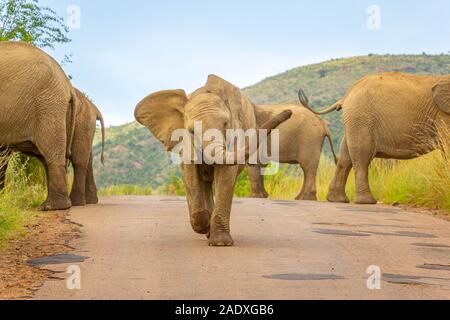 Gli elefanti ( Loxodonta africana) camminando sulla strada al Parco Nazionale di Pilanesberg, Sud Africa. Foto Stock