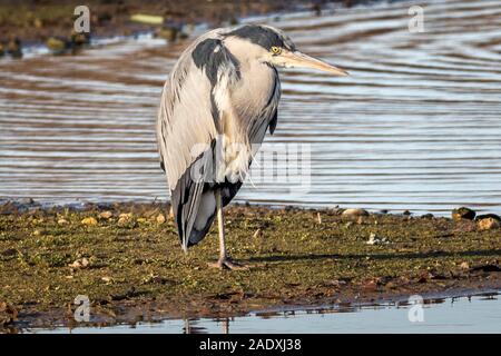 Airone cenerino, Ardea cinerea, a riposo, RSPB Rye Meads Riserva Naturale Foto Stock