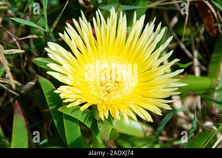 Il fiore giallo di un hottentot-fig (Carpobrotus edulis) Foto Stock