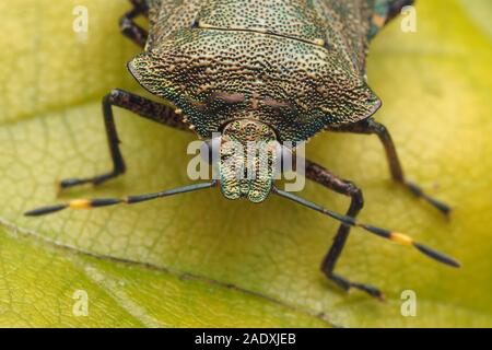 Vicino la vista frontale di un bronzo Shieldbug (Troiolo luridus) in appoggio sul faggio foglia. Tipperary, Irlanda Foto Stock