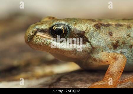 Close up Froglet comune (Rana temporaria) di appoggio al suolo. Tipperary, Irlanda Foto Stock