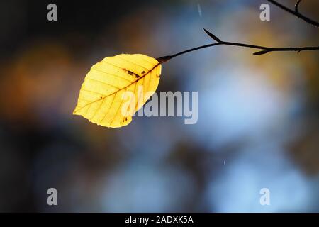 Lone retroilluminato foglia di faggio (Fagus sylvatica) in autunno. Tipperary, Irlanda Foto Stock