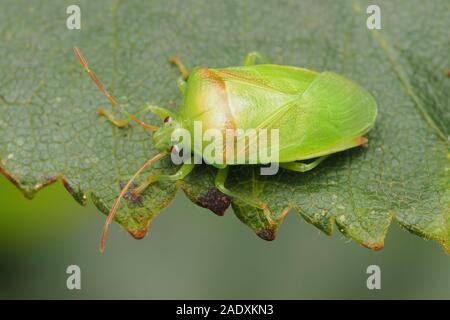 Betulla Teneral Shieldbug (Elasmostethus interstinctus) seduto sul bordo della foglia di betulla. Tipperary, Irlanda Foto Stock