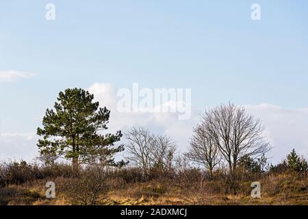 Sylt, Braderuper Heide, Straeucher, Baeume Foto Stock