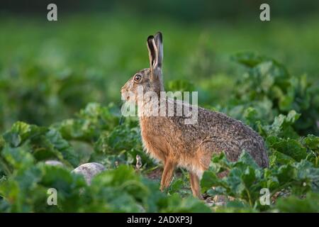 Unione brown lepre (Lepus europaeus) rovistando nella barbabietola da zucchero campo in estate Foto Stock