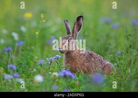 Unione brown lepre (Lepus europaeus) seduta in prato / prateria tra fiori di campo in estate Foto Stock