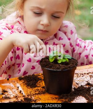 Vista ingrandita del bambino toddler semina della barbabietola da giovani pianta in un terreno fertile. Nelle scuole, bambini pratica didattica seminari di botanica. Foto Stock