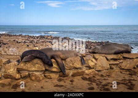 Guarnizione colonia di pelliccia a Cape Cross Seal Reserve, Namibia. Cape Cross è un piccolo promontorio nell Atlantico del Sud in Skeleton Coast occidentali della Namibia. Foto Stock