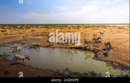 Mandria di zebre e oryxes acqua potabile prima del tramonto al Olifantsrus waterhole in Etosha National Park, Namibia Foto Stock