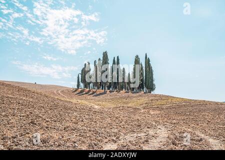 Famosi alberi, San Quirico d'Orcia in Italia Foto Stock