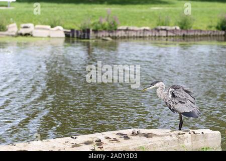 Un airone blu in piedi accanto ad una grande lastra di calcestruzzo sulla riva di un fiume in un parco Foto Stock