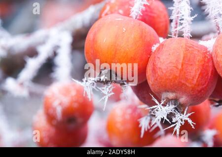 Le mele in miniatura in inverno con la brina. Foto Stock