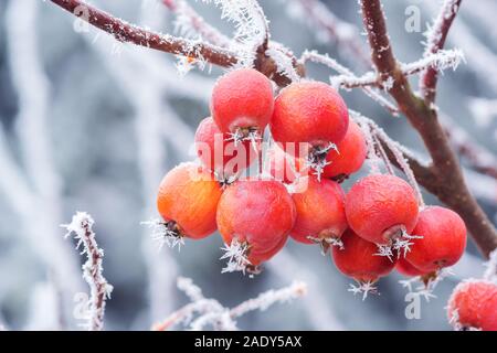 Le mele in miniatura in inverno con la brina. Foto Stock