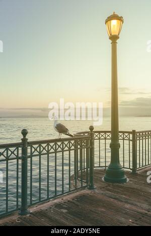 San Francisco Pier 7 in corrispondenza di primi albori, con i pali per illuminazione e un gabbiano occidentale posatoi sulla recinzione metallica, CALIFORNIA, STATI UNITI D'AMERICA Foto Stock