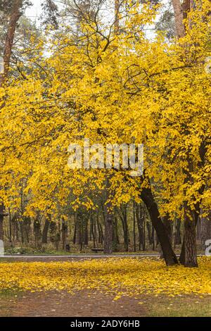 Il Gelso con foglie dorate in autunno park Foto Stock