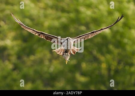 Osprey in volo dopo la cattura di un pesce di alosa Foto Stock