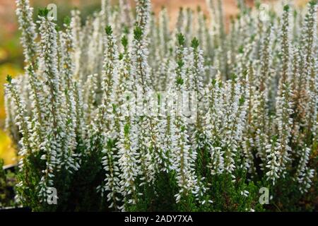 White heather boccole in vasi in giardino negozio. Fiori luminosi per la progettazione paesaggistica. Heather boccole close up. Foto Stock