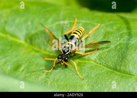 Figwort Sawfly Foto Stock