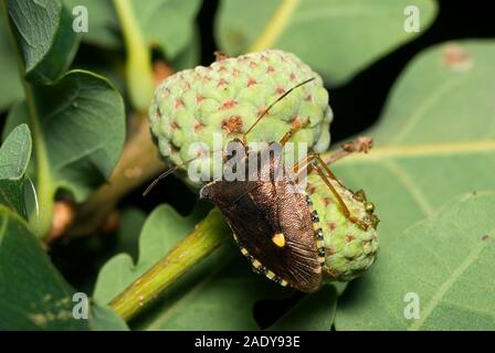 Foresta bug di protezione Foto Stock