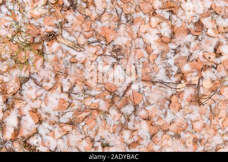 Suolo coperto di autunno foglie secche e pugno di neve. Foto Stock