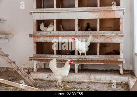 Un allevamento di polli in una fattoria in Germania Foto Stock