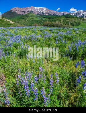 Lupino sul pendio di una collina, ultimo dollaro Road, County Road 58P, San Juan Mountains vicino Ridgway, Colorado. Foto Stock