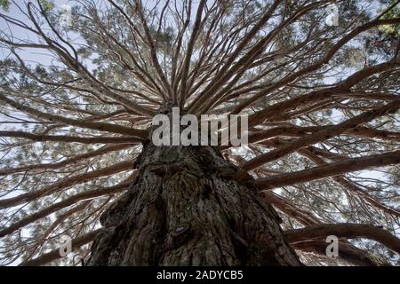 La ricerca di un tronco di albero (in Pollard Park, Blenheim, Nuova Zelanda) a una foresta di aumento vertiginoso dei rami e per il cielo al di là Foto Stock