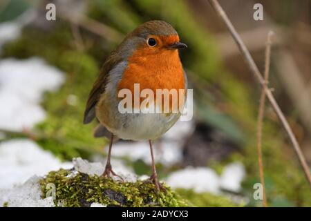 Un Robin in piedi su un registro patchato con la neve nei boschi a Lackford laghi in West Suffolk REGNO UNITO Foto Stock