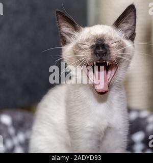 Il gattino thailandese chiuse gli occhi, sbadiglia e apre la bocca. Foto Stock