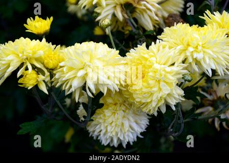 Crisantemo Oliver,fiori gialli,composto capitulum,l'infiorescenza,mamme,chrysanths, blumi, fioritura, fioritura,RM Floral Foto Stock