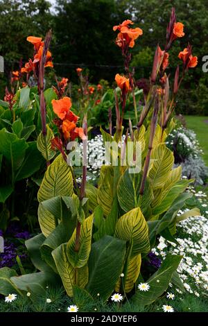 Canna phasion,Heliotropium arborescens,argyranthemum frutescens,cineraria polvere d argento,tropical tropicali,,annuale annuari,bed,biancheria da letto,display,giardino,gar Foto Stock