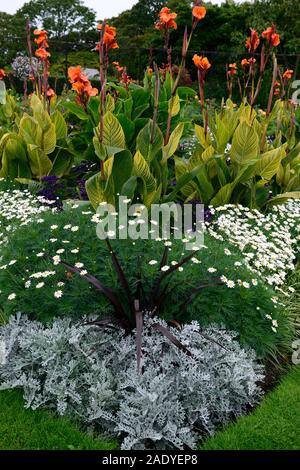 Canna phasion,Heliotropium arborescens,argyranthemum frutescens,cineraria polvere d argento,tropical tropicali,,annuale annuari,bed,biancheria da letto,display,giardino,gar Foto Stock