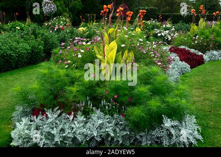 Canna phasion,Heliotropium arborescens,argyranthemum frutescens,cineraria polvere d argento,tropical tropicali,,annuale annuari,bed,biancheria da letto,display,giardino,gar Foto Stock