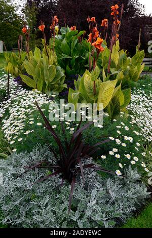 Canna phasion,Heliotropium arborescens,argyranthemum frutescens,cineraria polvere d argento,tropical tropicali,,annuale annuari,bed,biancheria da letto,display,giardino,gar Foto Stock