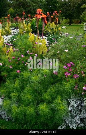 Canna phasion,Heliotropium arborescens,argyranthemum frutescens,cineraria polvere d argento,tropical tropicali,,annuale annuari,bed,biancheria da letto,display,giardino,gar Foto Stock