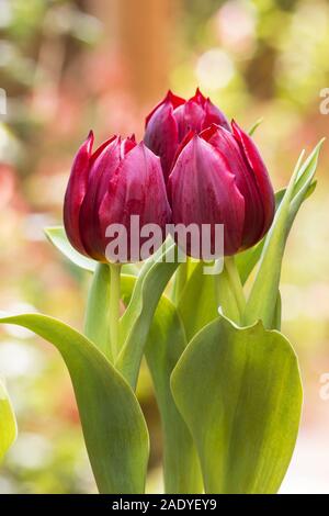 Tulipani rossi su uno sfondo naturale Foto Stock
