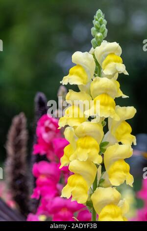 In prossimità di una bocca di leone gialla (antirrhinum) fiore in fiore nel giardino Foto Stock