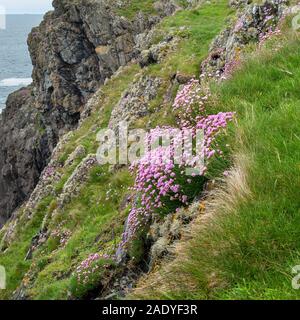 La parsimonia del mare ('Armeria maritima ) crescente sulla costa del mare, Isola di Colonsay, Scotland, Regno Unito. Foto Stock