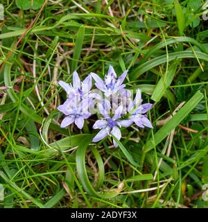 La molla squill, Scilla verna piccolo impianto di fiori selvaggi tra erba, Scotland, Regno Unito Foto Stock