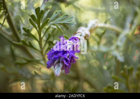 Foglia di felce lavanda su sfondo naturale Foto Stock