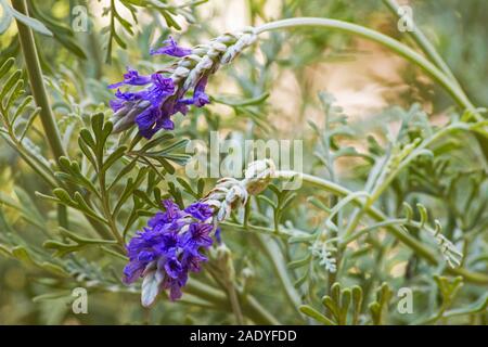 Foglia di felce lavanda su sfondo naturale Foto Stock