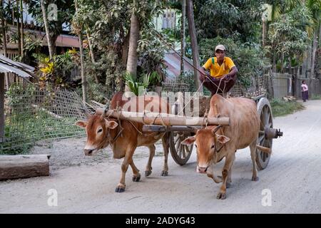 Un uomo su un ox-cart rubrica home da un mercato su una strada sterrata lungo il fiume Chindwin nel nordest del Myanmar (Birmania) Foto Stock