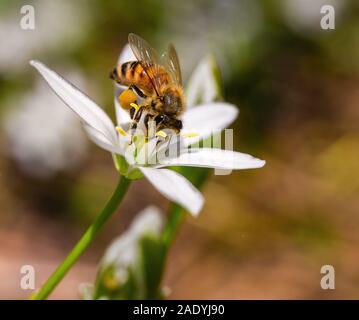 Il miele delle api raccogliendo il nettare da un fiore nel Central Park di New York Foto Stock