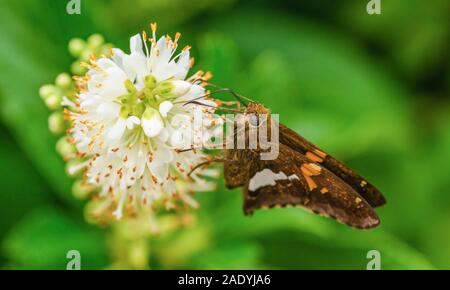 Argento-spotted skipper butterfly bere il nettare da un fiore in western North Carolina Foto Stock