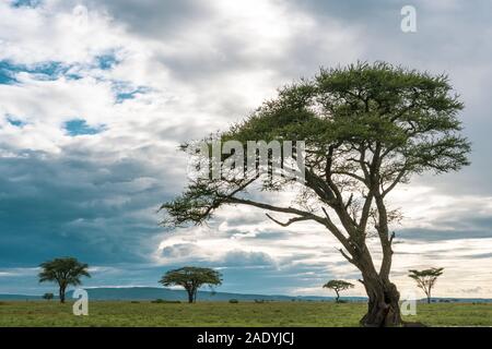 Panorama africana nel parco nazionale del Serengeti Foto Stock