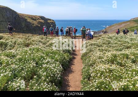 Gli amanti del birdwatching stand a picco sul mare su un sentiero attraverso riempito di fiori di prati a stoppino, Skomer Island, Pembrokeshire, West Wales Foto Stock