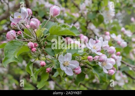 Dettaglio di un albero di mele (Jonagold varietà) in primavera, coperto con un abbondanza di colore rosa e bianco fiori e boccioli di fiori recisi (sfondo sfocato).