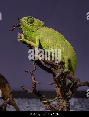 Un ritratto di close-up di un Camaleonte Flap-Necked. Foto Stock